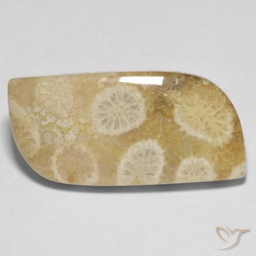 9,17 ctw natürlicher Mehrfarbig Korallen-Fossil, Ausgefallene Form, Lichtundurchlässig