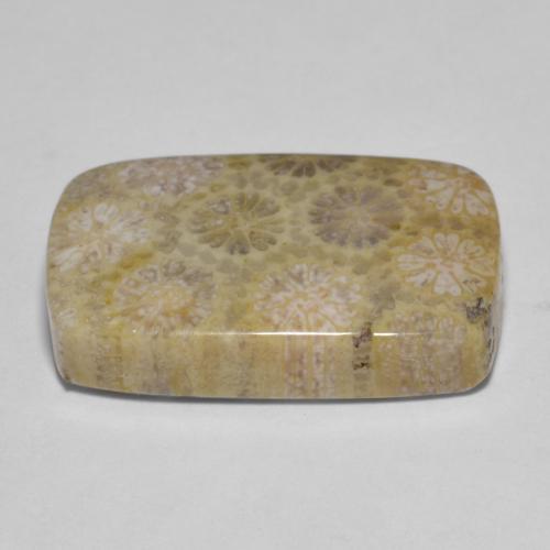 9,17 ctw natürlicher Mehrfarbig Korallen-Fossil, Kissenschliff, Lichtundurchlässig