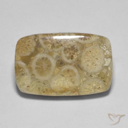 9.53ct Natürlicher Mehrfarbig Korallen-Fossil, Kissen, Lichtundurchlässig