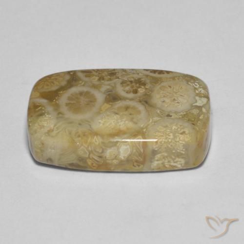 9,17 ctw natürlicher Mehrfarbig Korallen-Fossil, Kissen, Lichtundurchlässig