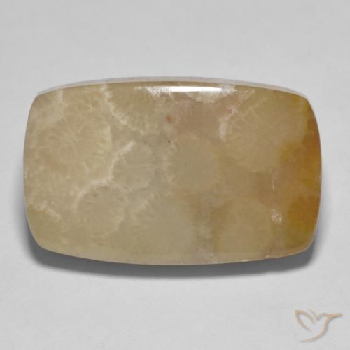 16.72ct Natürlicher Mehrfarbig Korallen-Fossil, Kissen, Lichtundurchlässig