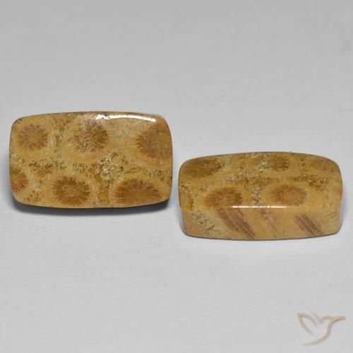 23.03 ct natürliche Mehrfarbig Korallen-Fossil-Edelsteine, Kissen, Lichtundurchlässig