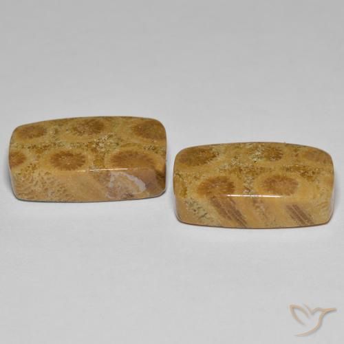 23.03 ct natürliche Mehrfarbig Korallen-Fossil-Edelsteine, Kissen, Lichtundurchlässig