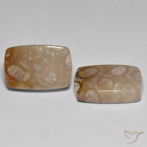 26.92 ct natürliche Mehrfarbig Korallen-Fossil-Edelsteine, Kissen, Lichtdurchlässig