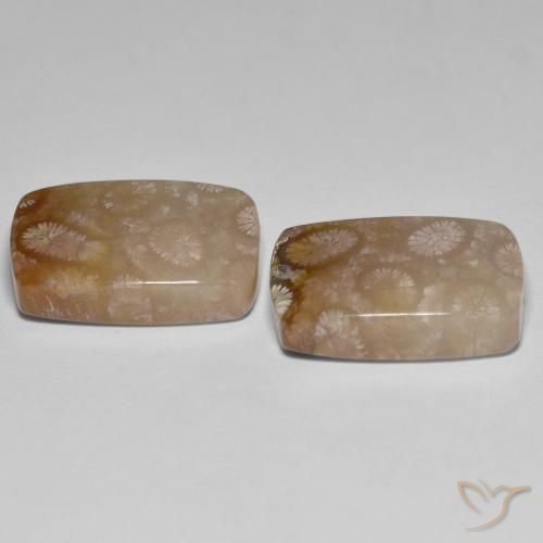 26.92 ct natürliche Mehrfarbig Korallen-Fossil-Edelsteine, Kissen, Lichtdurchlässig