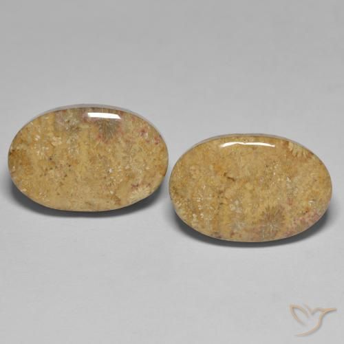 24.35ctw Natürlicher Mehrfarbig Korallen-Fossil, Oval, Lichtundurchlässig