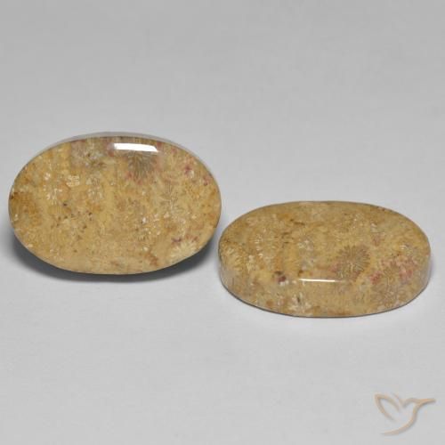 24.35 ct natürliche Mehrfarbig Korallen-Fossil-Edelsteine, Oval, Lichtundurchlässig