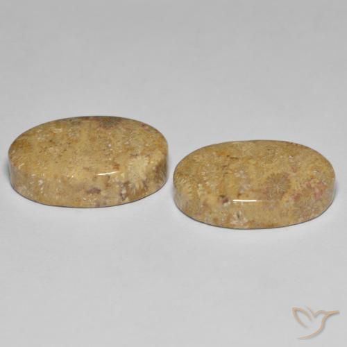 24.35 ct natürliche Mehrfarbig Korallen-Fossil-Edelsteine, Oval, Lichtundurchlässig