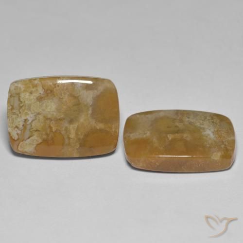 25.23 ct natürliche Mehrfarbig Korallen-Fossil-Edelsteine, Kissen, Lichtundurchlässig