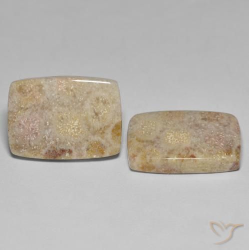 27.18 ct natürliche Mehrfarbig Korallen-Fossil-Edelsteine, Kissen, Lichtundurchlässig