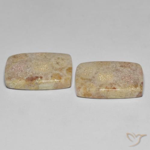 27.18 ct natürliche Mehrfarbig Korallen-Fossil-Edelsteine, Kissen, Lichtundurchlässig