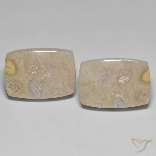 25.62ctw Natürlicher Mehrfarbig Korallen-Fossil, Kissen, Lichtundurchlässig