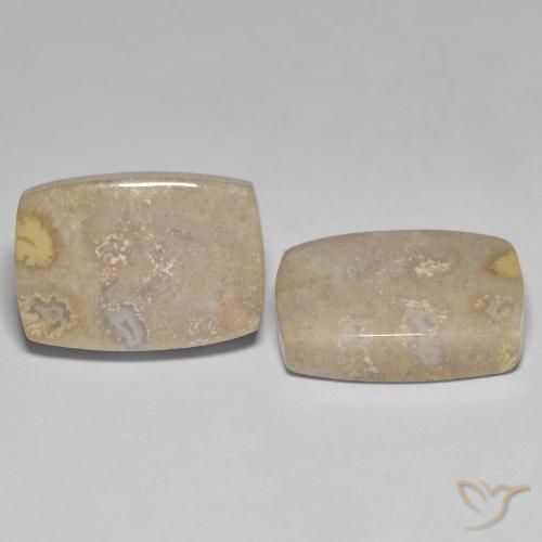25.62 ct natürliche Mehrfarbig Korallen-Fossil-Edelsteine, Kissen, Lichtundurchlässig