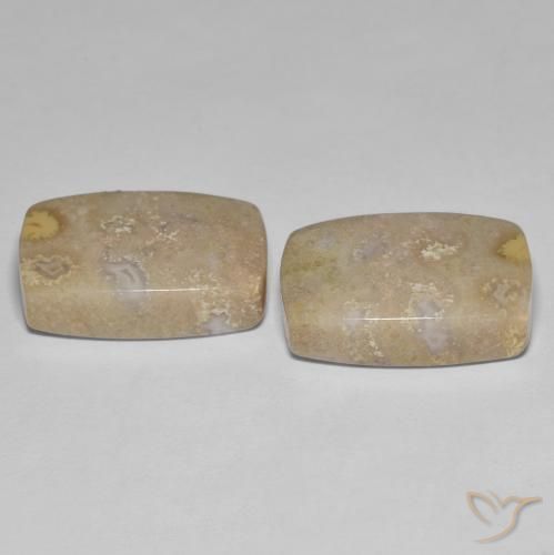 25.62 ct natürliche Mehrfarbig Korallen-Fossil-Edelsteine, Kissen, Lichtundurchlässig