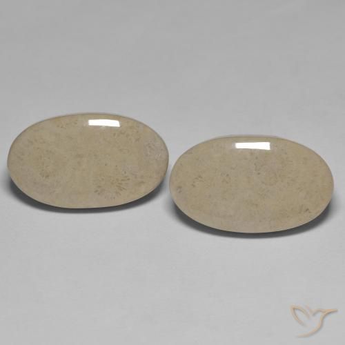 23.47ctw Natürlicher Mehrfarbig Korallen-Fossil, Oval, Lichtundurchlässig