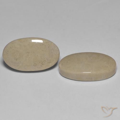 23.47 ct natürliche Mehrfarbig Korallen-Fossil-Edelsteine, Oval, Lichtundurchlässig