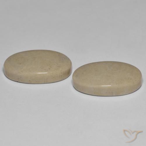 23.47 ct natürliche Mehrfarbig Korallen-Fossil-Edelsteine, Oval, Lichtundurchlässig