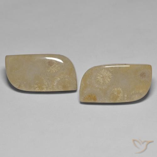 27.14ctw Natürlicher Mehrfarbig Korallen-Fossil, Fantasie, Lichtundurchlässig