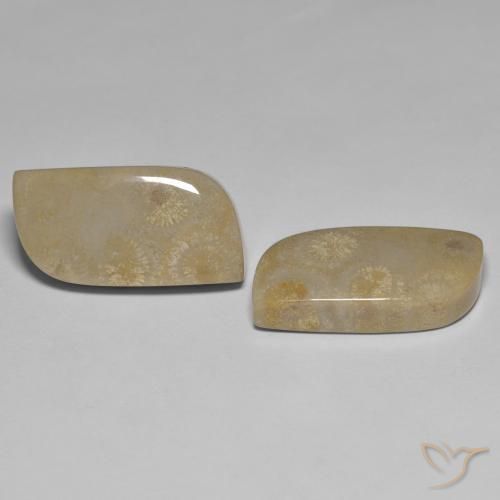 27.14 ct natürliche Mehrfarbig Korallen-Fossil-Edelsteine, Fantasie, Lichtundurchlässig