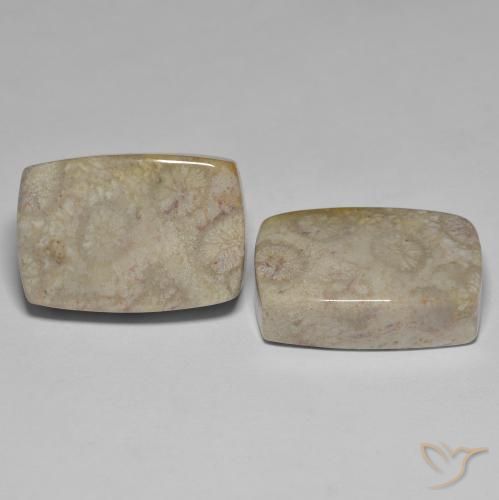45.70 ct natürliche Mehrfarbig Korallen-Fossil-Edelsteine, Kissen, Lichtundurchlässig