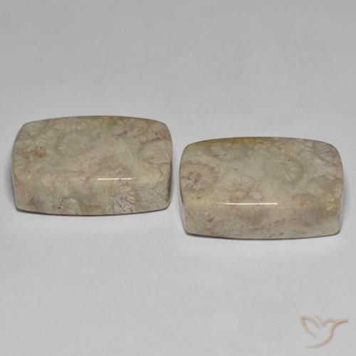 45.70 ct natürliche Mehrfarbig Korallen-Fossil-Edelsteine, Kissen, Lichtundurchlässig