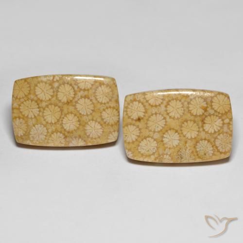 27.38 ct natürliche Mehrfarbig Korallen-Fossil-Edelsteine, Kissenschliff, Lichtundurchlässig