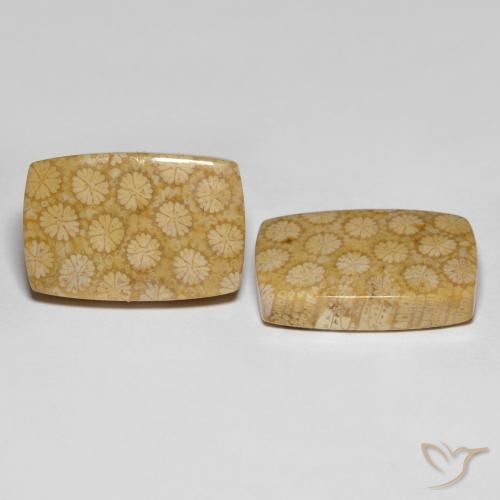 27.38 ct natürliche Mehrfarbig Korallen-Fossil-Edelsteine, Kissenschliff, Lichtundurchlässig