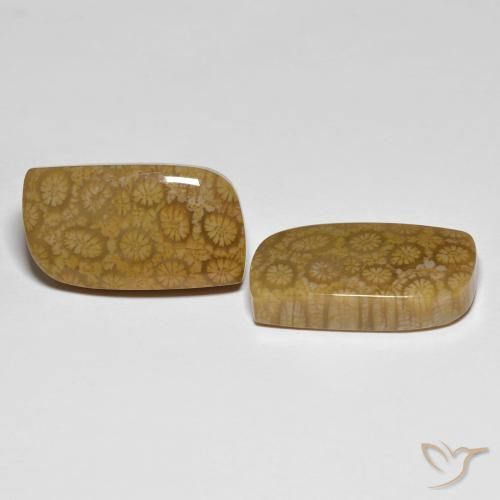 34.39 ct natürliche Mehrfarbig Korallen-Fossil-Edelsteine, Fantasie, Lichtundurchlässig