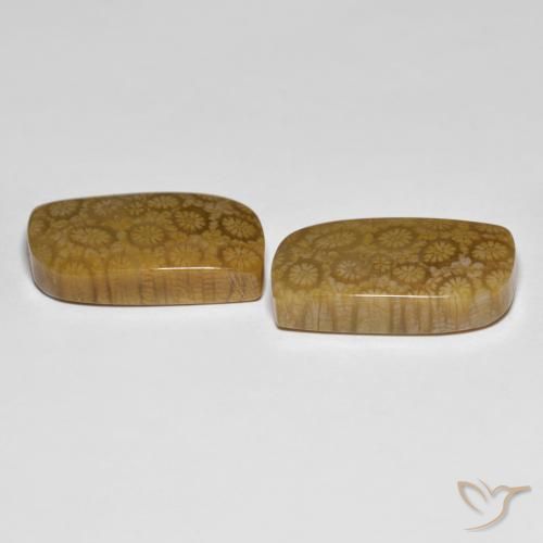 34.39 ct natürliche Mehrfarbig Korallen-Fossil-Edelsteine, Fantasie, Lichtundurchlässig