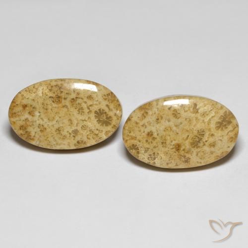 19.65ctw Natürlicher Mehrfarbig Korallen-Fossil, Oval, Lichtundurchlässig