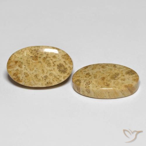 19.65 ct natürliche Mehrfarbig Korallen-Fossil-Edelsteine, Oval, Lichtundurchlässig