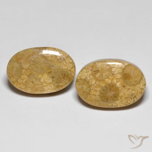 26.42ctw Natürlicher Mehrfarbig Korallen-Fossil, Oval, Lichtundurchlässig