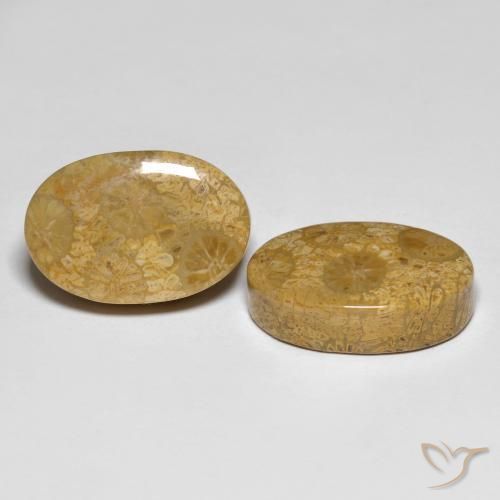 26.42 ct natürliche Mehrfarbig Korallen-Fossil-Edelsteine, Oval, Lichtundurchlässig