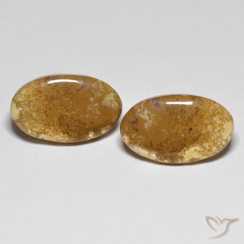 20.87ctw Natürlicher Mehrfarbig Korallen-Fossil, Oval, Lichtundurchlässig
