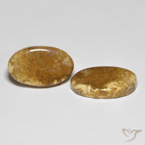 20.87 ct natürliche Mehrfarbig Korallen-Fossil-Edelsteine, Oval, Lichtundurchlässig