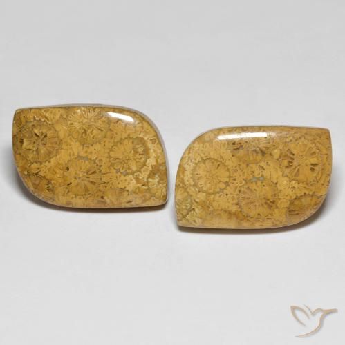 25.48ctw Natürlicher Mehrfarbig Korallen-Fossil, Fantasie, Lichtundurchlässig