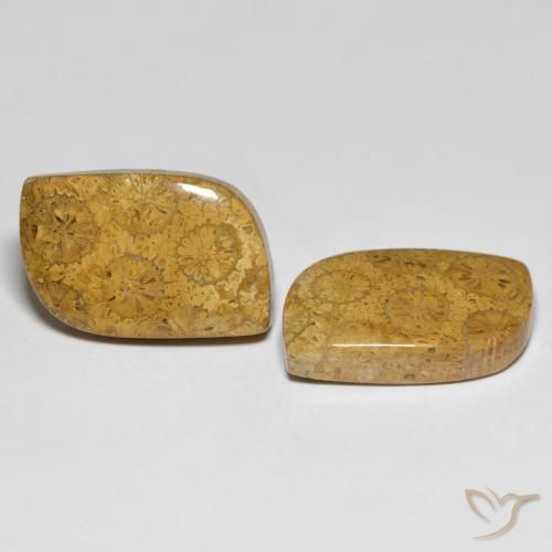 25.48 ct natürliche Mehrfarbig Korallen-Fossil-Edelsteine, Fantasie, Lichtundurchlässig
