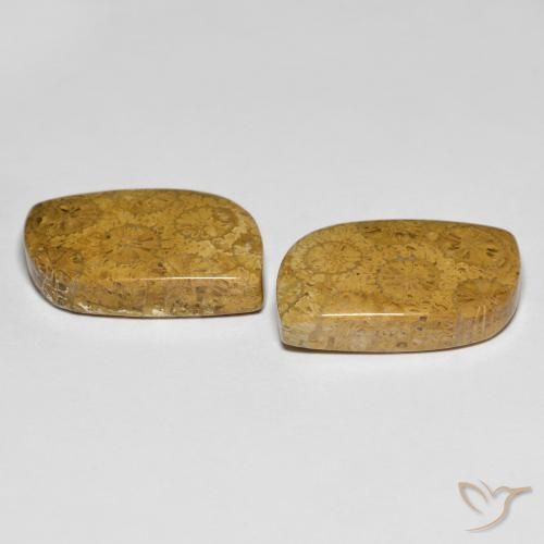 25.48 ct natürliche Mehrfarbig Korallen-Fossil-Edelsteine, Fantasie, Lichtundurchlässig