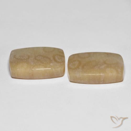 26.20 ct natürliche Mehrfarbig Korallen-Fossil-Edelsteine, Kissen, Lichtdurchlässig
