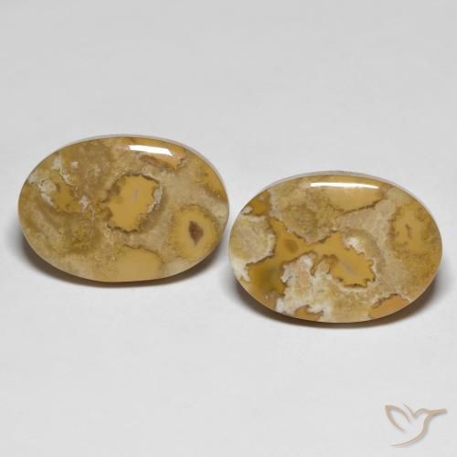 23.71ctw Natürlicher Mehrfarbig Korallen-Fossil, Oval, Lichtundurchlässig