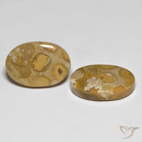 23.71 ct natürliche Mehrfarbig Korallen-Fossil-Edelsteine, Oval, Lichtundurchlässig