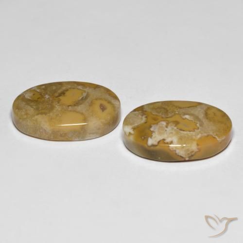23.71 ct natürliche Mehrfarbig Korallen-Fossil-Edelsteine, Oval, Lichtundurchlässig