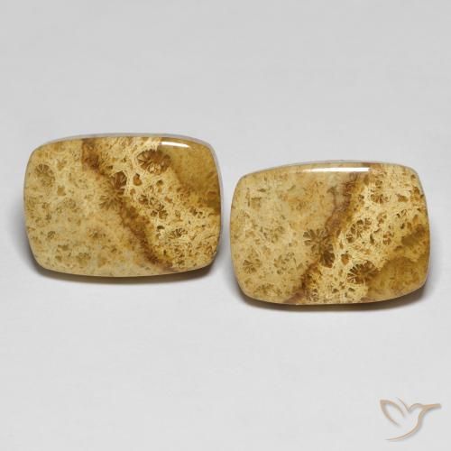 25.97ctw Natürlicher Mehrfarbig Korallen-Fossil, Kissen, Lichtundurchlässig