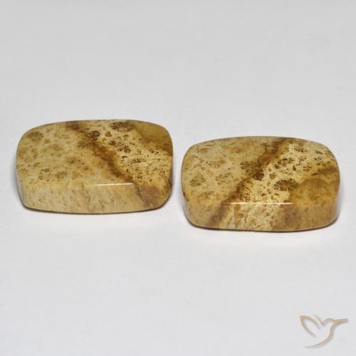 25.97 ct natürliche Mehrfarbig Korallen-Fossil-Edelsteine, Kissen, Lichtundurchlässig