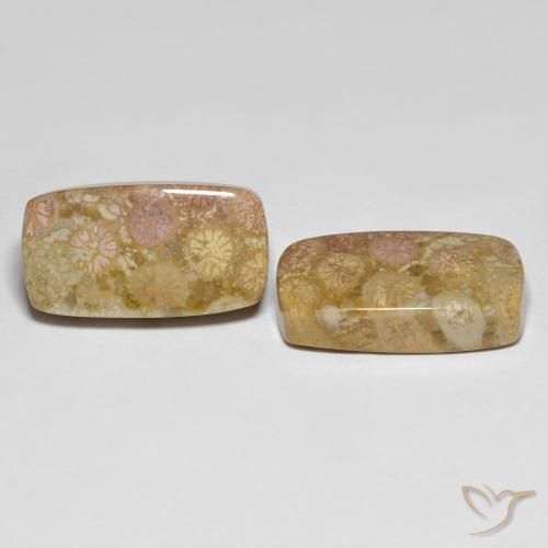 25.20 ct natürliche Mehrfarbig Korallen-Fossil-Edelsteine, Kissen, Lichtundurchlässig