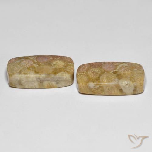 25.20 ct natürliche Mehrfarbig Korallen-Fossil-Edelsteine, Kissen, Lichtundurchlässig