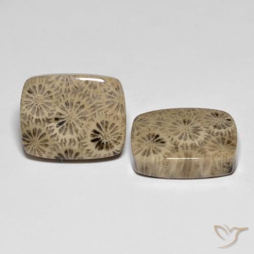 24.15 ct natürliche Mehrfarbig Korallen-Fossil-Edelsteine, Kissen, Lichtundurchlässig