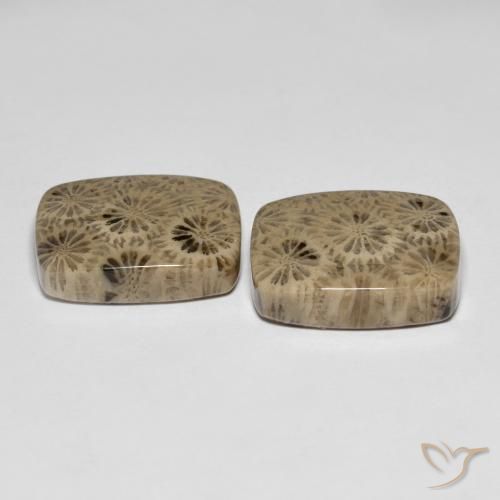 24.15 ct natürliche Mehrfarbig Korallen-Fossil-Edelsteine, Kissen, Lichtundurchlässig