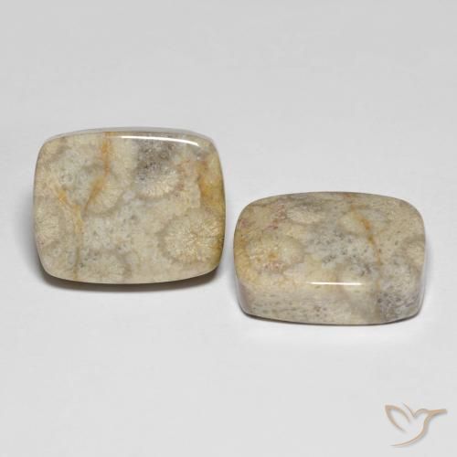 31.90 ct natürliche Mehrfarbig Korallen-Fossil-Edelsteine, Kissen, Lichtundurchlässig