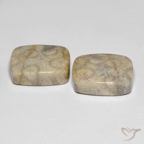 31.90 ct natürliche Mehrfarbig Korallen-Fossil-Edelsteine, Kissen, Lichtundurchlässig